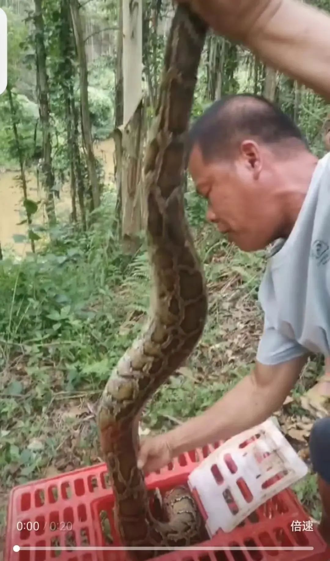 惊呆!南宁邕宁区惊现2.5米长蟒蛇,还被困在渔网里…… 惊呆!南宁邕宁区惊现2.5米长蟒蛇,还被困在渔网里……
