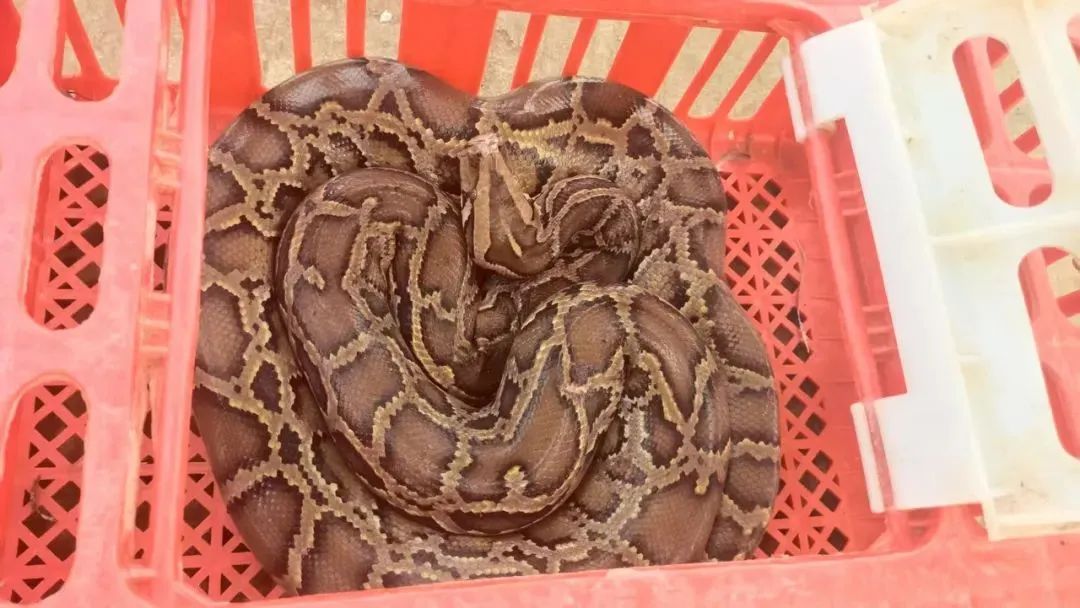 惊呆!南宁邕宁区惊现2.5米长蟒蛇,还被困在渔网里…… 惊呆!南宁邕宁区惊现2.5米长蟒蛇,还被困在渔网里……