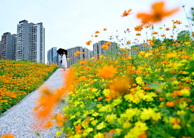 轨道直达!重庆这片金色花海美到破防,速冲 轨道直达!重庆这片金色花海美到破防,速冲