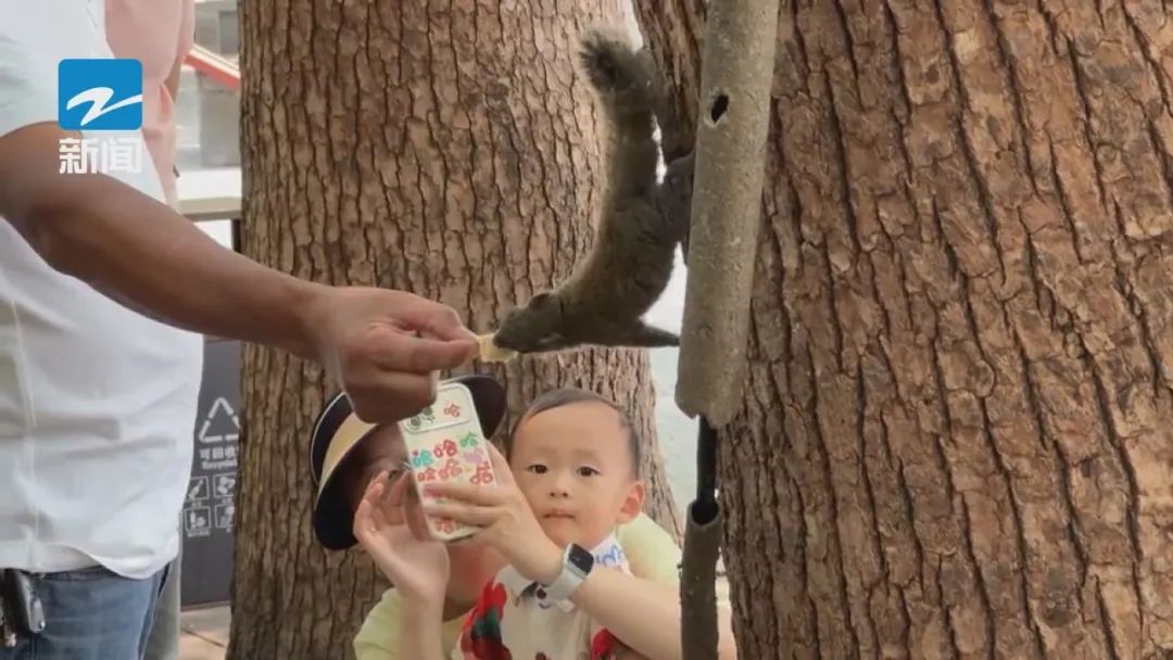 萌翻全网!西湖边又一幕火了!有餐厅订桌量涨了近三倍 萌翻全网!西湖边又一幕火了!有餐厅订桌量涨了近三倍