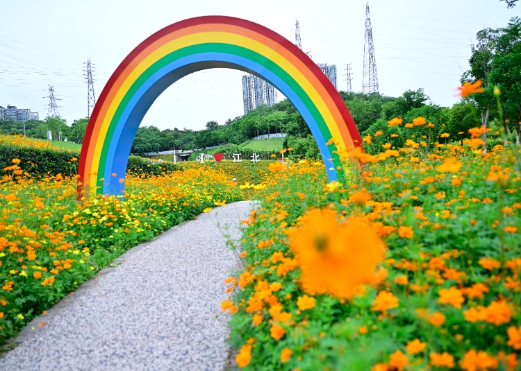 轨道直达!重庆这片金色花海美到破防,速冲 轨道直达!重庆这片金色花海美到破防,速冲