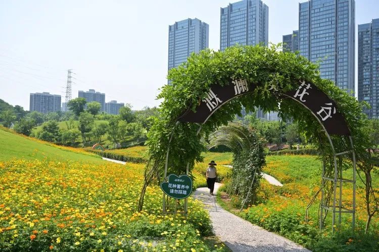 轨道直达!重庆这片金色花海美到破防,速冲 轨道直达!重庆这片金色花海美到破防,速冲