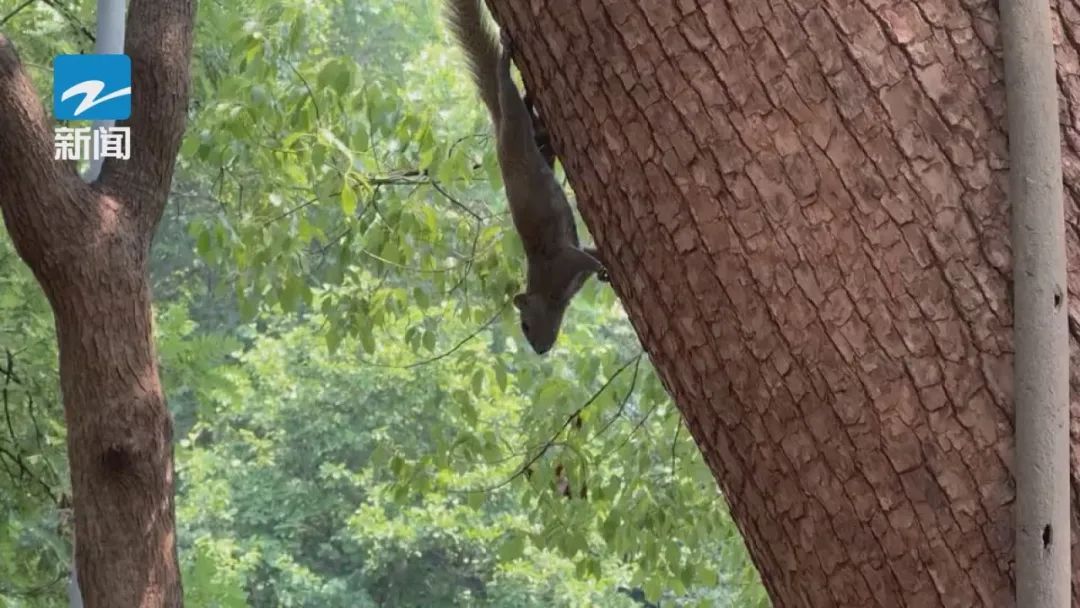 萌翻全网!西湖边又一幕火了!有餐厅订桌量涨了近三倍 萌翻全网!西湖边又一幕火了!有餐厅订桌量涨了近三倍