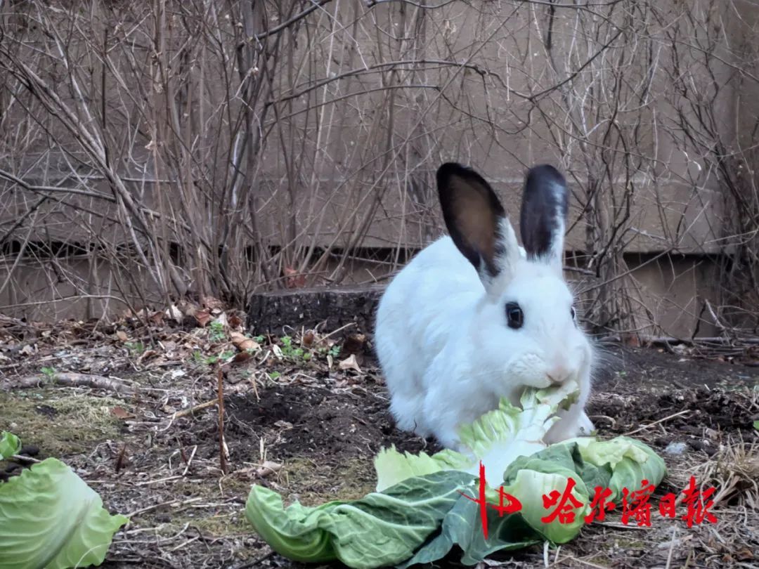哈尔滨松北一小区宠物兔“越狱”两年繁育四代,业主有人“稀罕”有人忧,专家提醒—— 哈尔滨松北一小区宠物兔“越狱”两年繁育四代,业主有人“稀罕”有人忧,专家提醒——