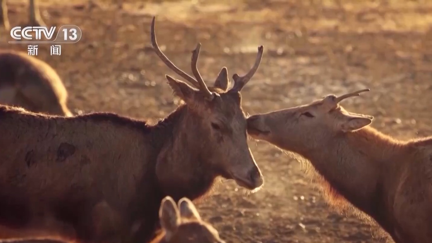 从零到过万!一度本土灭绝如今种群复壮 麋鹿经历了什么? 从零到过万!一度本土灭绝如今种群复壮 麋鹿经历了什么?