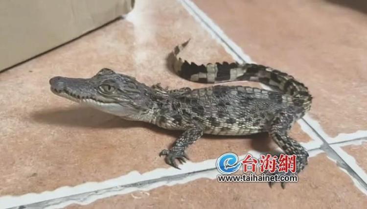 漳州一酒店内现一条活鳄鱼，警民联手快速处置