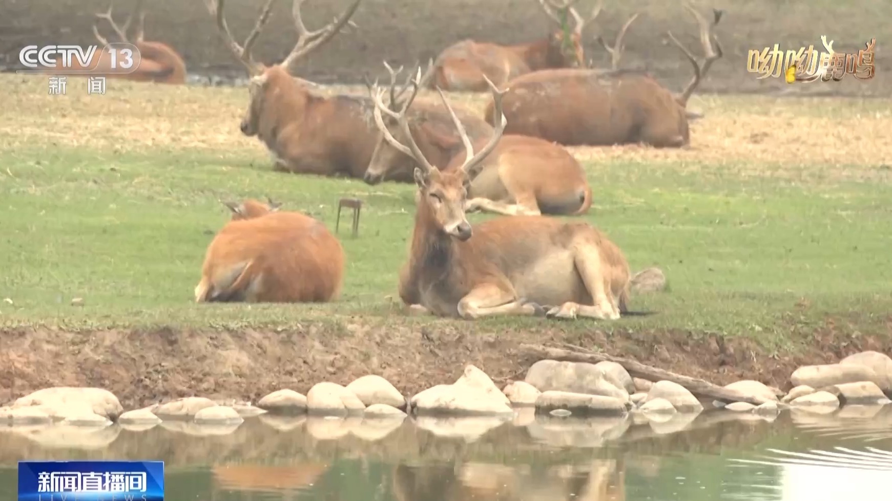 从零到过万!一度本土灭绝如今种群复壮 麋鹿经历了什么? 从零到过万!一度本土灭绝如今种群复壮 麋鹿经历了什么?