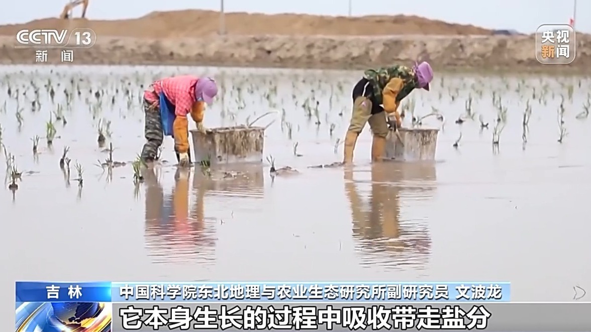 破“碱”重生 吉林探寻盐碱地变粮仓的“密码”