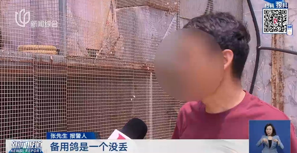 上海一男子太心痛！价值50万元信鸽翅膀全被剪了