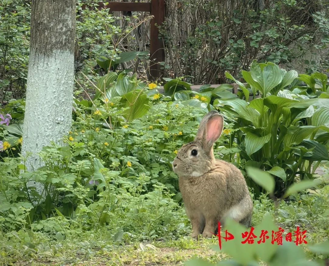 哈尔滨松北一小区宠物兔“越狱”两年繁育四代,业主有人“稀罕”有人忧,专家提醒—— 哈尔滨松北一小区宠物兔“越狱”两年繁育四代,业主有人“稀罕”有人忧,专家提醒——