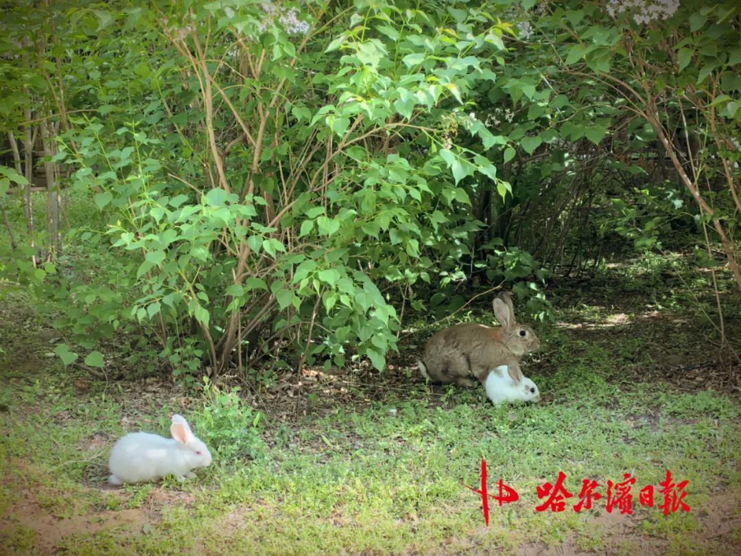 哈尔滨松北一小区宠物兔“越狱”两年繁育四代,业主有人“稀罕”有人忧,专家提醒—— 哈尔滨松北一小区宠物兔“越狱”两年繁育四代,业主有人“稀罕”有人忧,专家提醒——