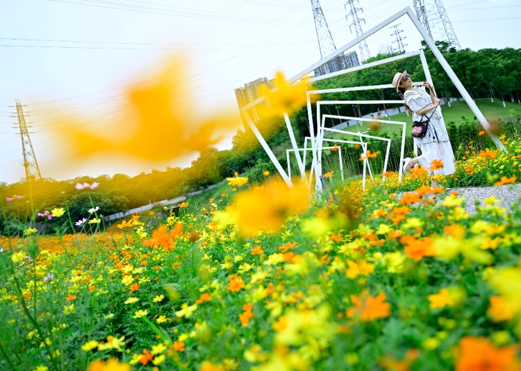 轨道直达!重庆这片金色花海美到破防,速冲 轨道直达!重庆这片金色花海美到破防,速冲