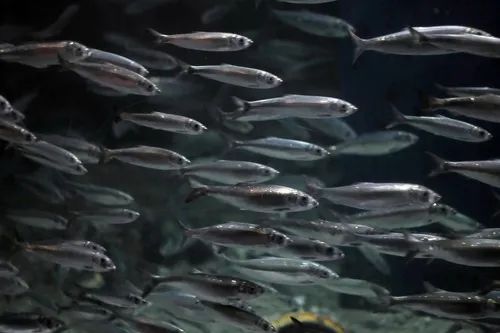 偏移800公里，鲱鱼集体失忆。它们为何找不到回家的路？