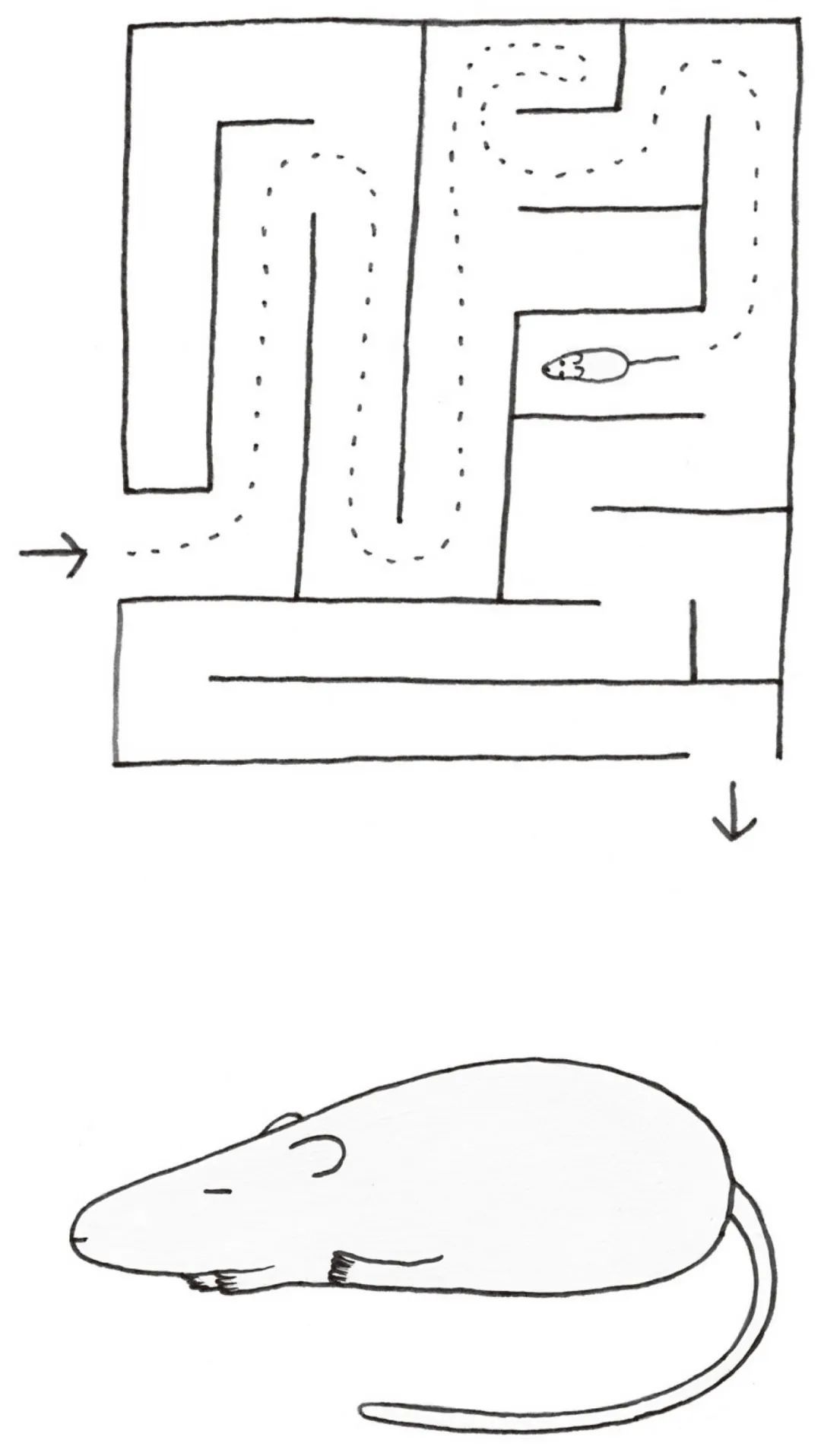 蝌学荐书 | 每天睡够 8 个小时才健康?别再被骗了!最佳睡眠时长是…… 蝌学荐书 | 每天睡够 8 个小时才健康?别再被骗了!最佳睡眠时长是……