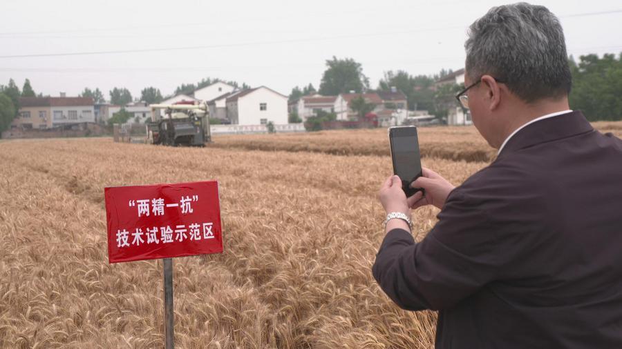 “少用种、多收粮”有何秘诀？——湖北襄阳小麦夏收见闻