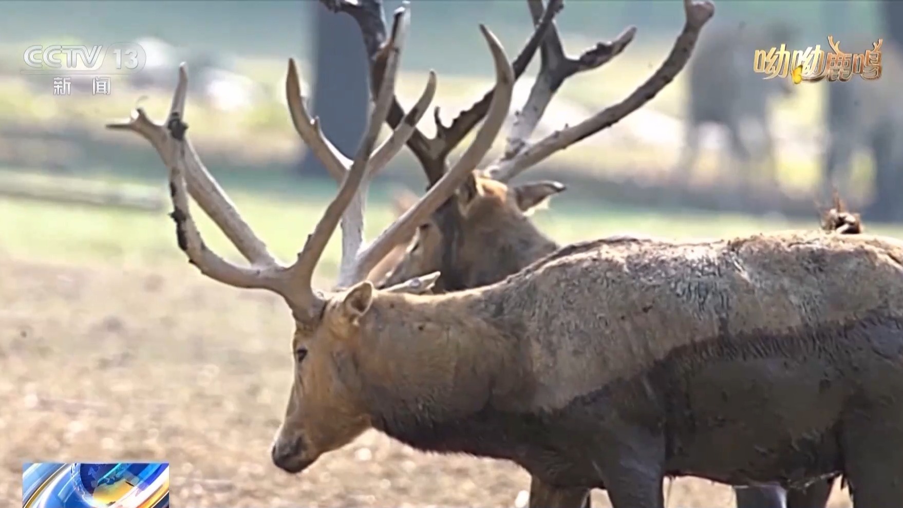 从零到过万!一度本土灭绝如今种群复壮 麋鹿经历了什么? 从零到过万!一度本土灭绝如今种群复壮 麋鹿经历了什么?