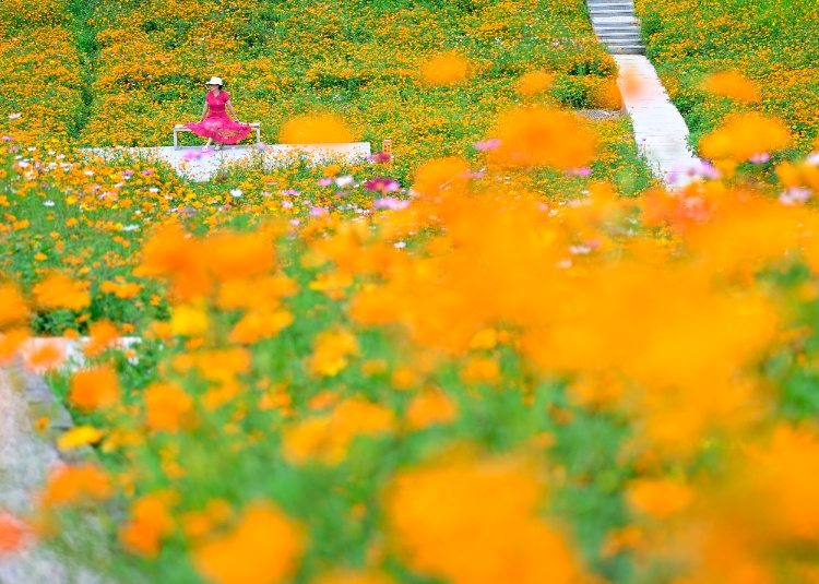 轨道直达!重庆这片金色花海美到破防,速冲 轨道直达!重庆这片金色花海美到破防,速冲