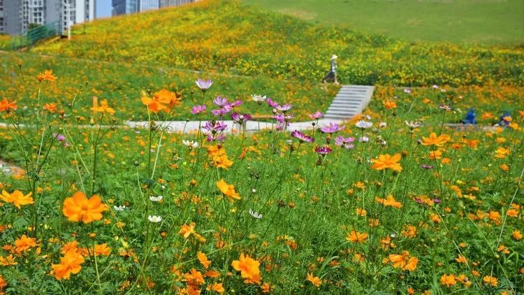 轨道直达!重庆这片金色花海美到破防,速冲 轨道直达!重庆这片金色花海美到破防,速冲