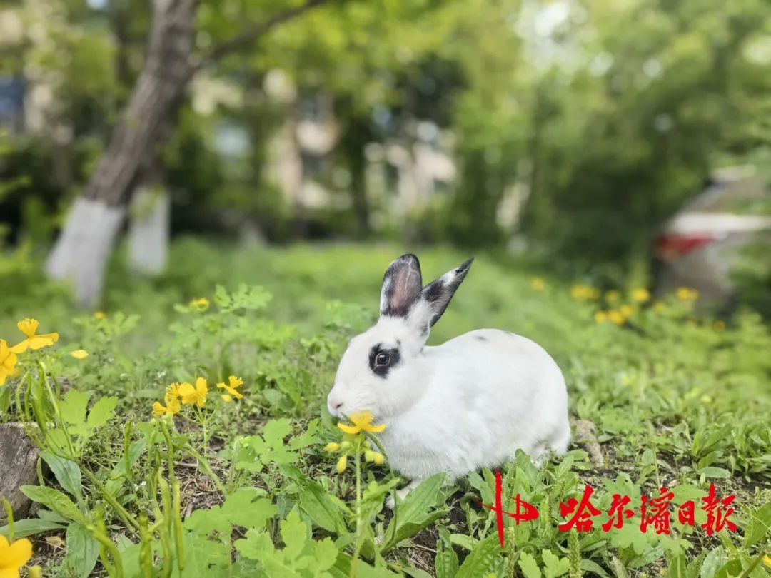 哈尔滨松北一小区宠物兔“越狱”两年繁育四代,业主有人“稀罕”有人忧,专家提醒—— 哈尔滨松北一小区宠物兔“越狱”两年繁育四代,业主有人“稀罕”有人忧,专家提醒——
