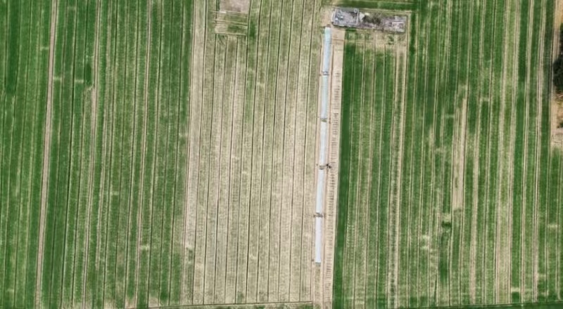 “少用种、多收粮”有何秘诀？——湖北襄阳小麦夏收见闻