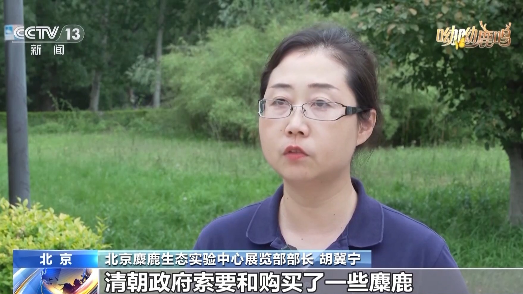 从零到过万!一度本土灭绝如今种群复壮 麋鹿经历了什么? 从零到过万!一度本土灭绝如今种群复壮 麋鹿经历了什么?