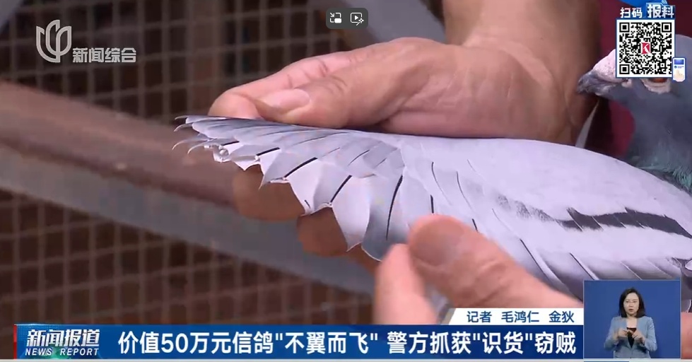 上海一男子太心痛！价值50万元信鸽翅膀全被剪了