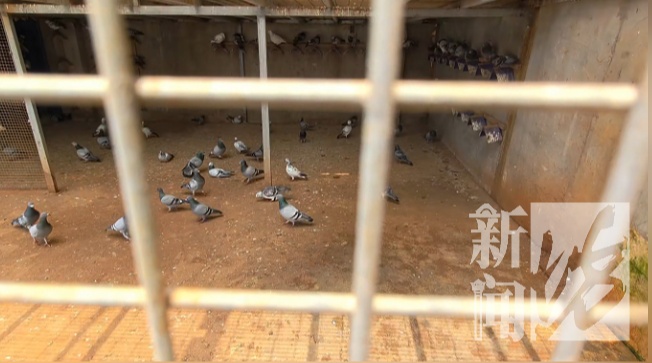 上海一男子太心痛！价值50万元信鸽翅膀全被剪了