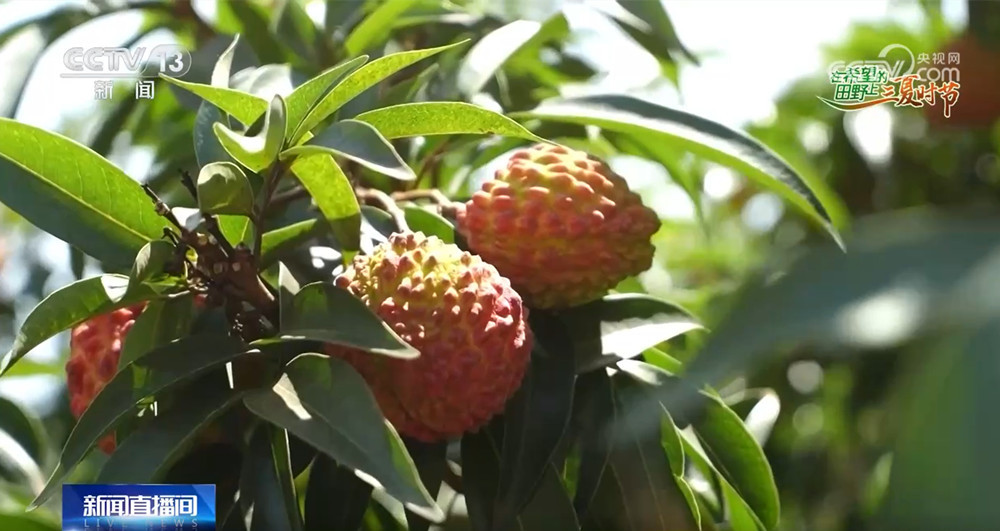 农产品出口迎来新机遇 为返乡创业青年提供了新舞台 农产品出口迎来新机遇 为返乡创业青年提供了新舞台