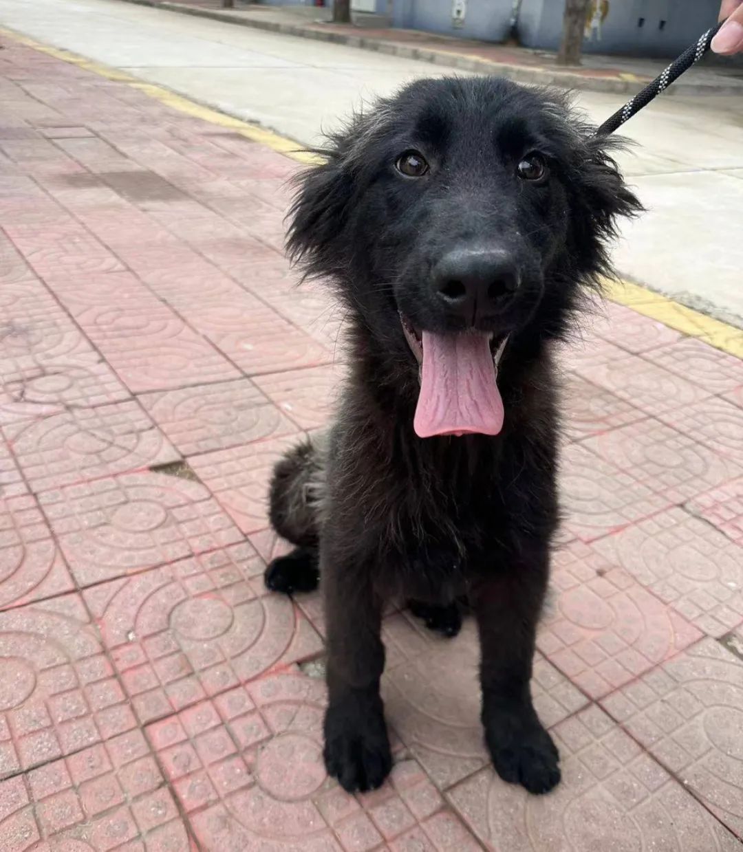 “北京公安局领养犬页面描述哭死我” “北京公安局领养犬页面描述哭死我”