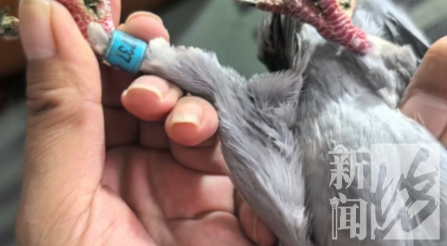 50万天价信鸽一夜被偷,翅膀全剪!盗贼竟是“内行”? 50万天价信鸽一夜被偷,翅膀全剪!盗贼竟是“内行”?