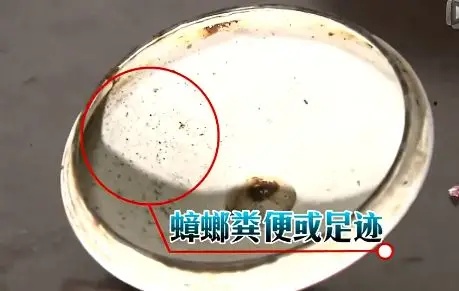 “蟑螂咬人”冲上热搜!网友急了,真相只有一个 “蟑螂咬人”冲上热搜!网友急了,真相只有一个