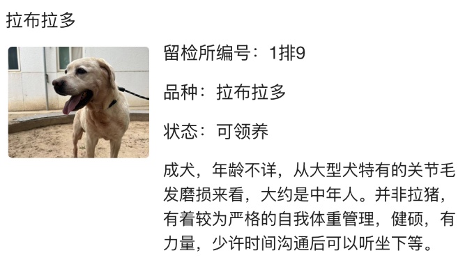 “北京公安局领养犬页面描述哭死我” “北京公安局领养犬页面描述哭死我”