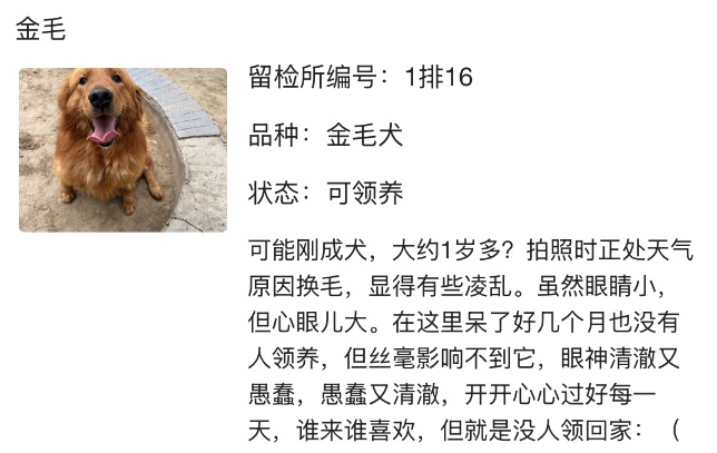 “北京公安局领养犬页面描述哭死我” “北京公安局领养犬页面描述哭死我”