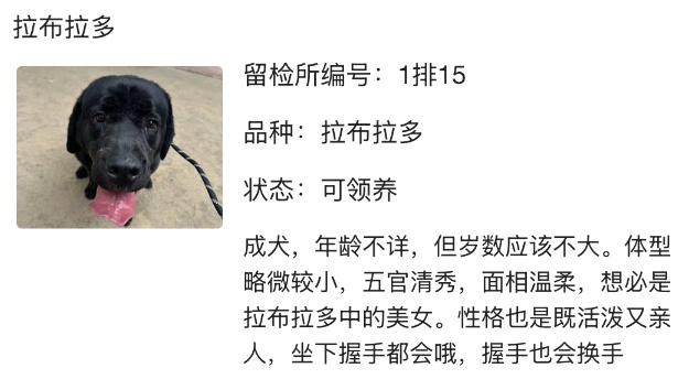 “北京公安局领养犬页面描述哭死我” “北京公安局领养犬页面描述哭死我”
