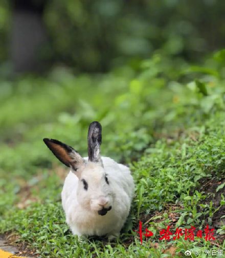 宠物兔出逃2年繁衍4代 小区居民吵翻 宠物兔出逃2年繁衍4代 小区居民吵翻