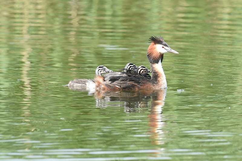 湿地芦苇荡下的鸟儿繁育胜地 湿地芦苇荡下的鸟儿繁育胜地