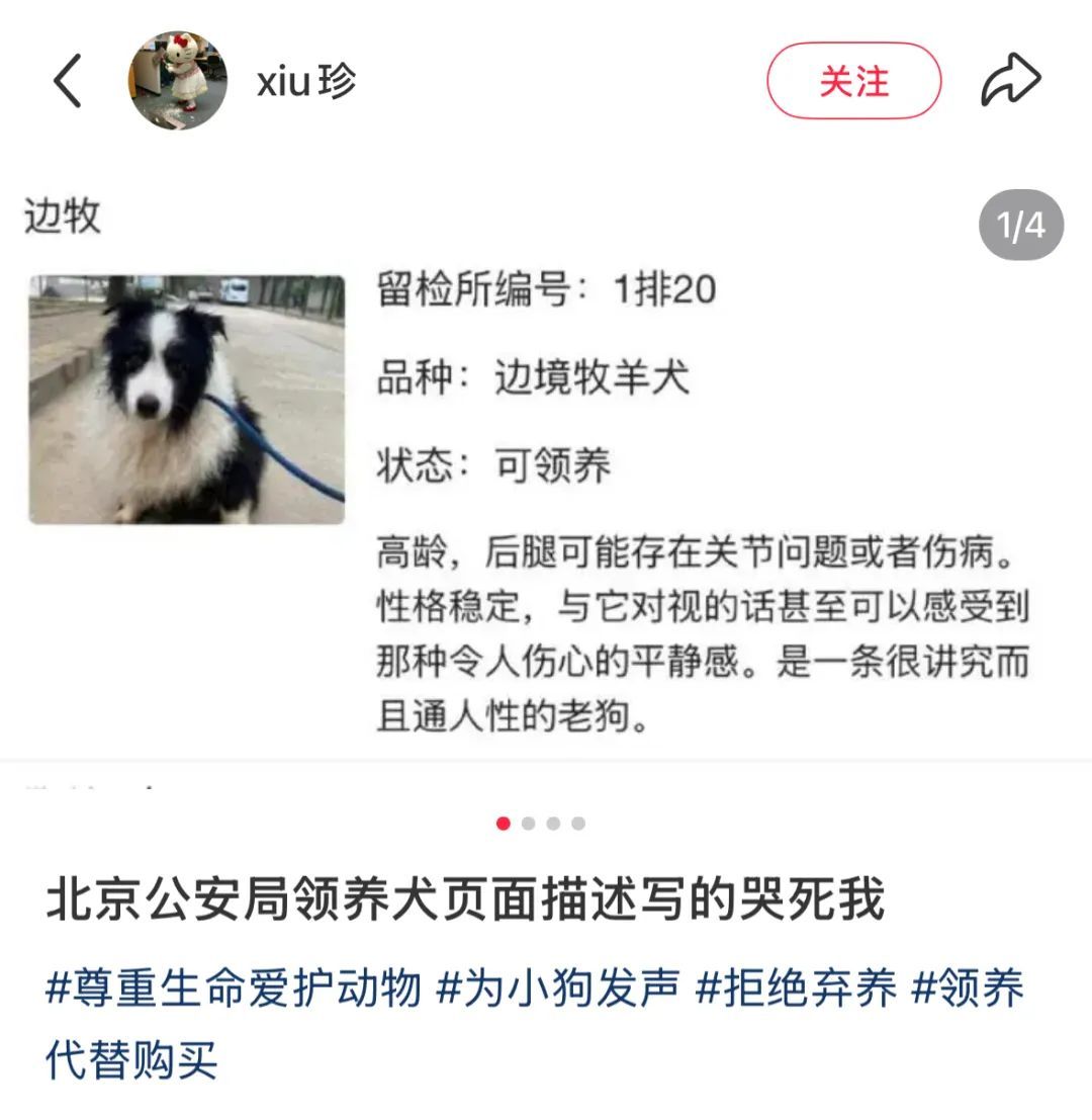 “北京公安局领养犬页面描述哭死我” “北京公安局领养犬页面描述哭死我”