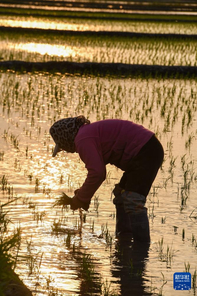 吉林：“世界黄金水稻带”上插秧忙