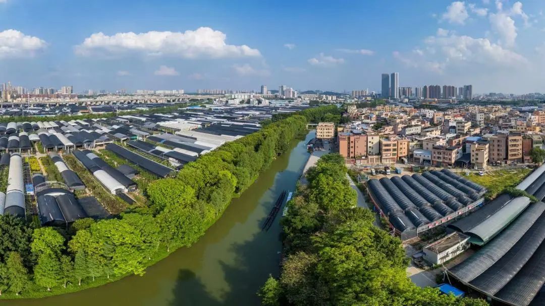 在广州,为何“房东”痴迷扒龙船? 在广州,为何“房东”痴迷扒龙船?