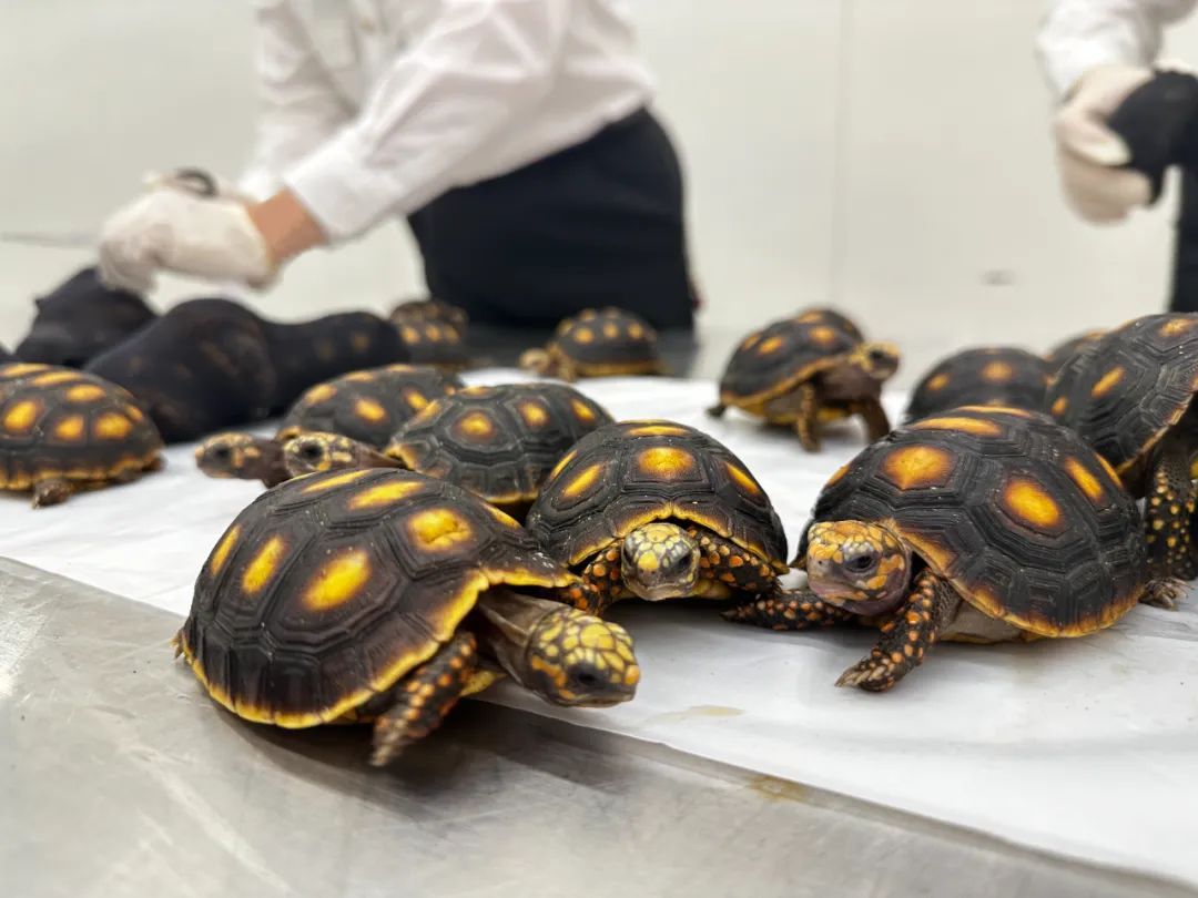 女子紧身裤夹层内绑藏30只濒危活体陆龟,当场查获! 女子紧身裤夹层内绑藏30只濒危活体陆龟,当场查获!