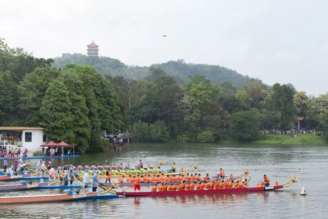 在广州,为何“房东”痴迷扒龙船? 在广州,为何“房东”痴迷扒龙船?