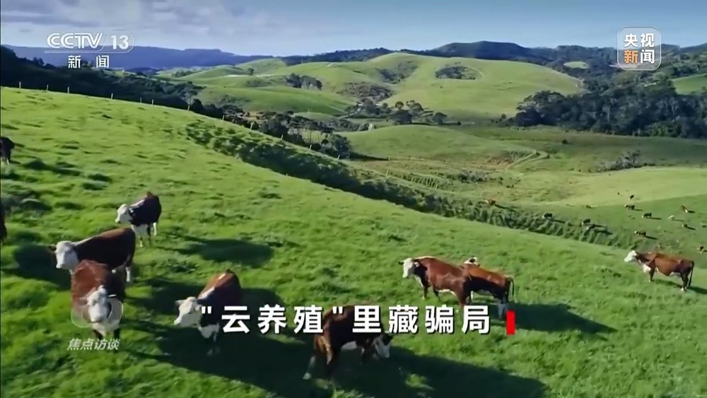 焦点访谈丨已有数万人被骗 起底“云养殖”里的骗局 焦点访谈丨已有数万人被骗 起底“云养殖”里的骗局