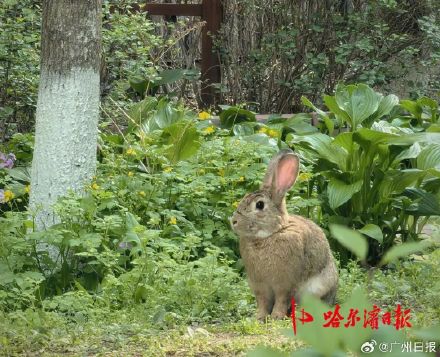 宠物兔出逃2年繁衍4代 小区居民吵翻 宠物兔出逃2年繁衍4代 小区居民吵翻