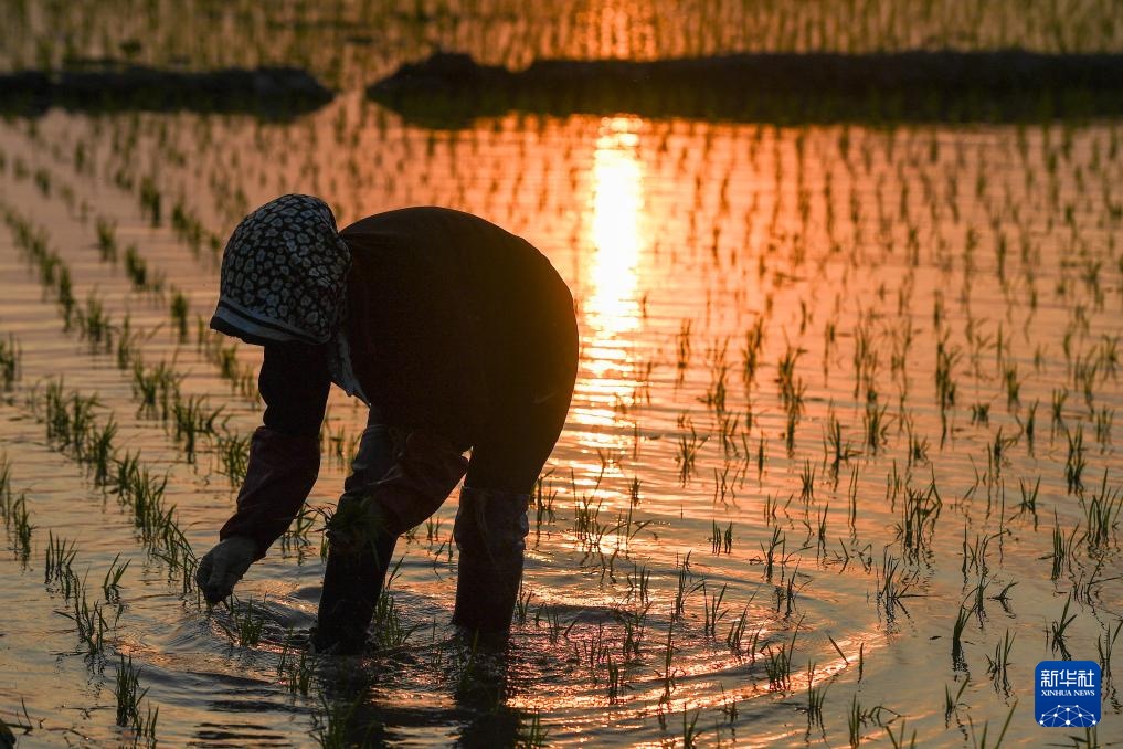 吉林：“世界黄金水稻带”上插秧忙