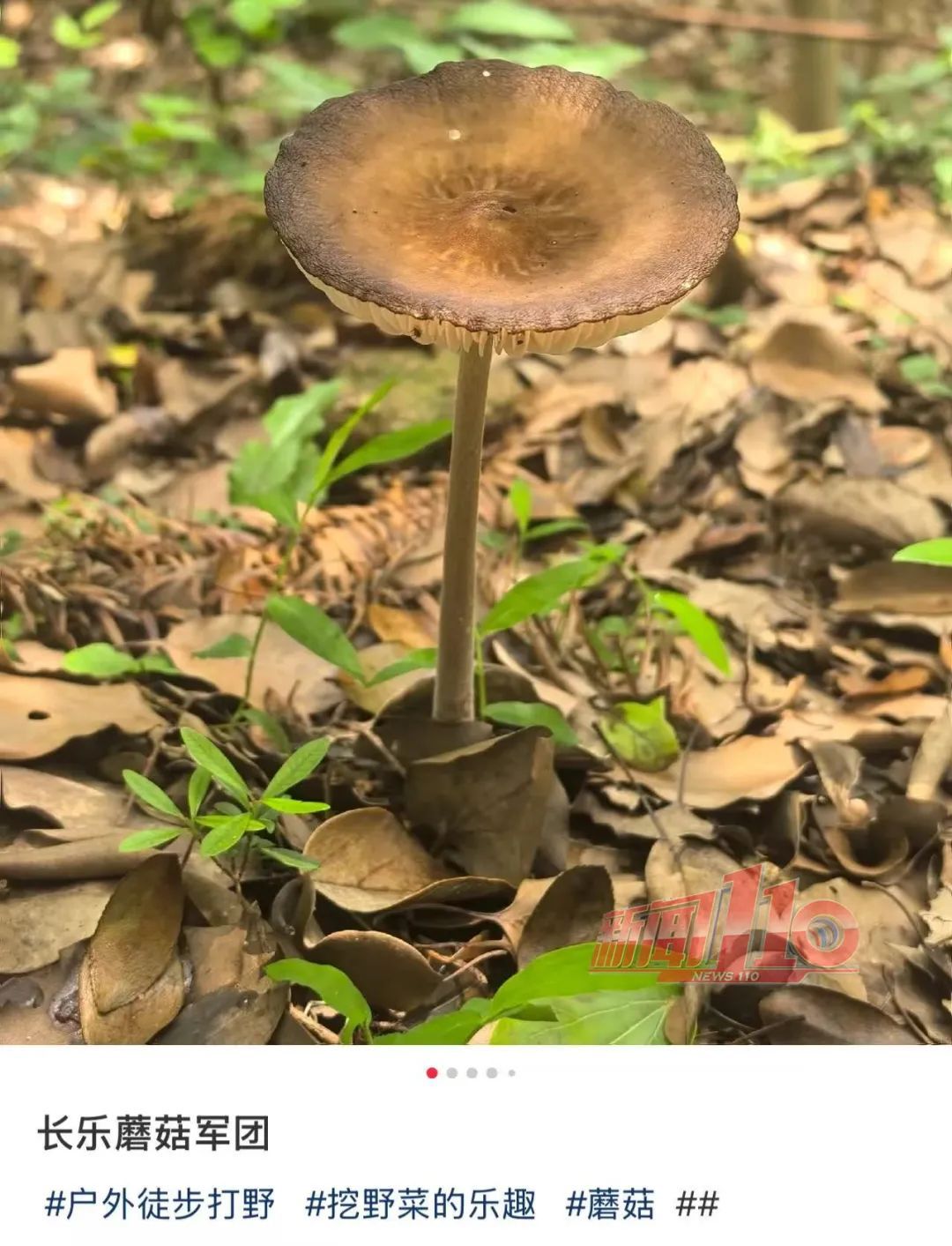 不要吃，不要碰！福州近期也出现了！