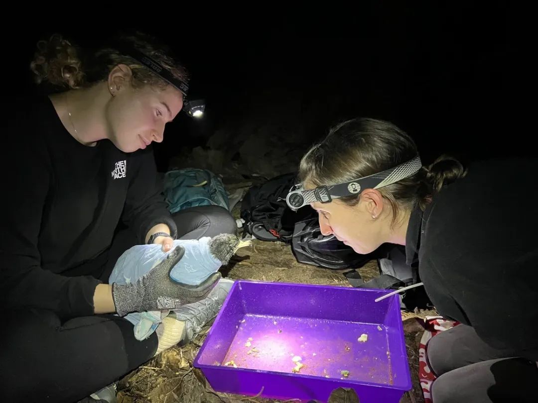 澳大利亚一偏远小岛也遭到塑料污染,有海鸟肚中发现778片塑料 澳大利亚一偏远小岛也遭到塑料污染,有海鸟肚中发现778片塑料