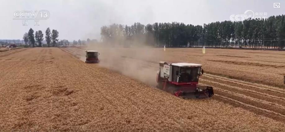 全国小麦收获进度过两成 多地迎来丰收季 全国小麦收获进度过两成 多地迎来丰收季