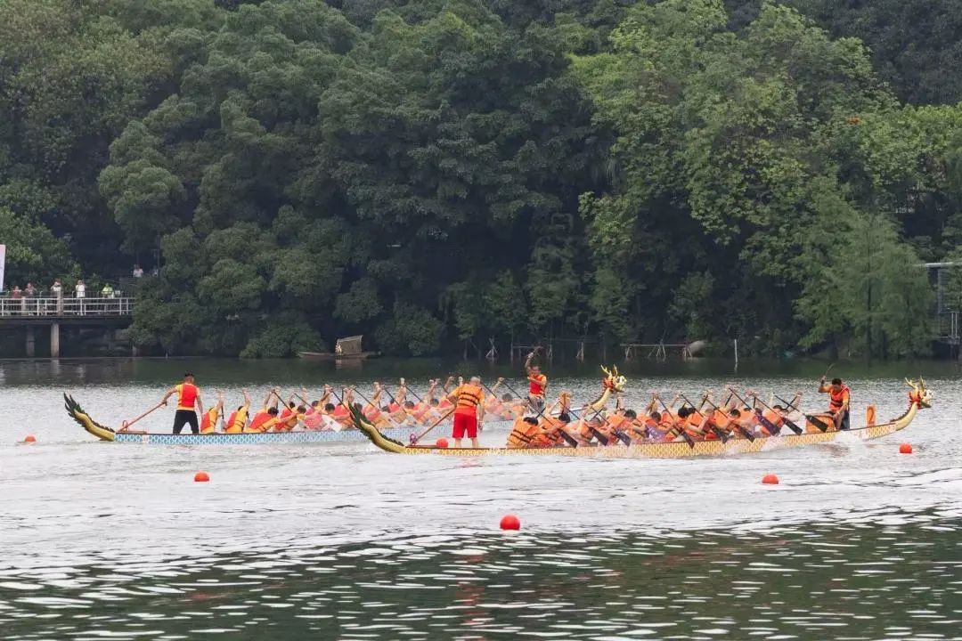 在广州,为何“房东”痴迷扒龙船? 在广州,为何“房东”痴迷扒龙船?
