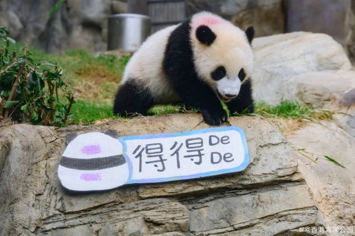 首对“港产”龙凤胎大熊猫正式命名为“加加”“得得”