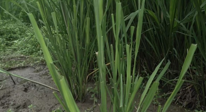 出逃54天，卡皮巴拉“豆包”现身了！